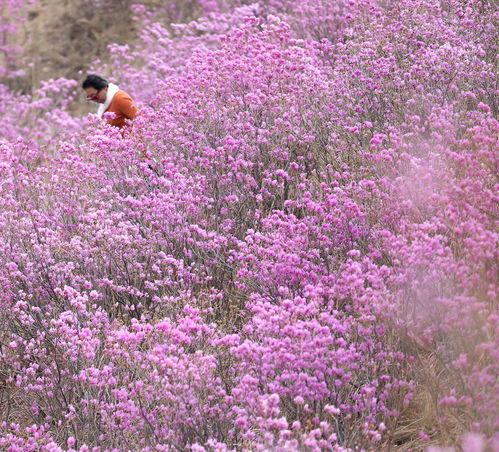 乡村野花香完整 (乡村野花香小说在线)