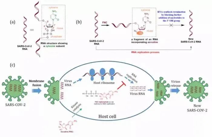 国产新冠药310元开售,限购两盒