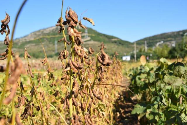 基因编辑育种产业化何时迎拐点?朱健康院士:政策护航,铺好正道