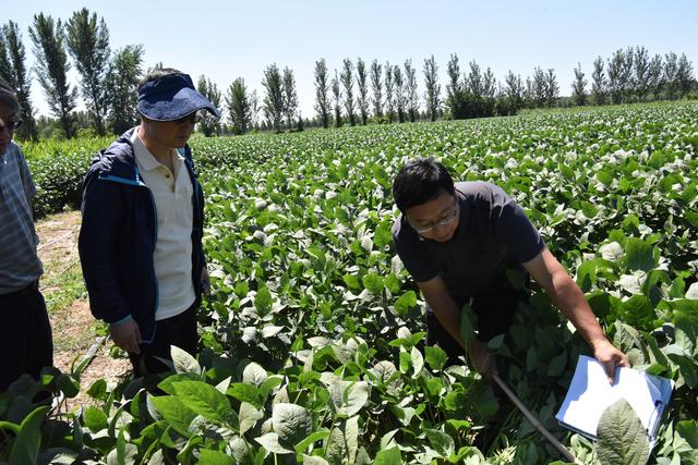 基因编辑育种产业化何时迎拐点?朱健康院士:政策护航,铺好正道
