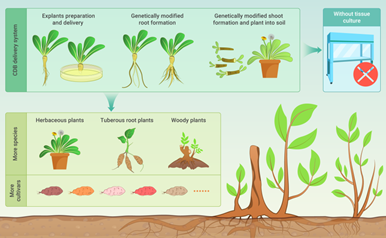 基因编辑育种产业化何时迎拐点?朱健康院士:政策护航,铺好正道