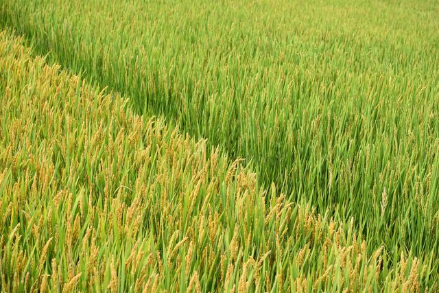 基因编辑育种产业化何时迎拐点?朱健康院士:政策护航,铺好正道