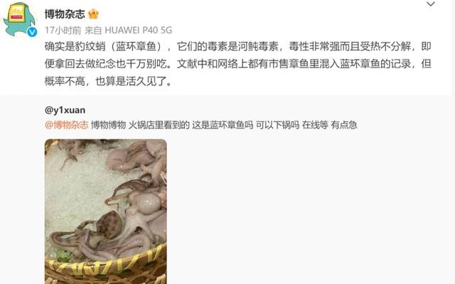 网友在火锅店看到蓝环章鱼,专家:花纹容易辨认,有误捕可能