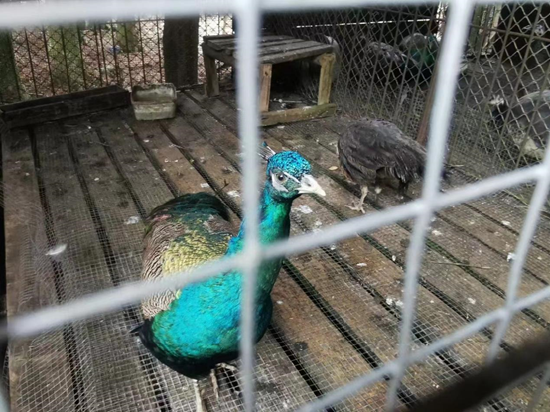 这个春节,一群姑娘决定在寺庙“修行”,研修班能缓解焦虑吗?