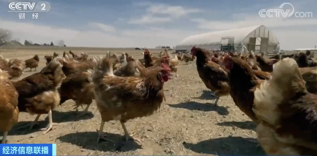 1枚鸡蛋近5元?!美国鸡蛋价格飙升!民众跨国抢购...