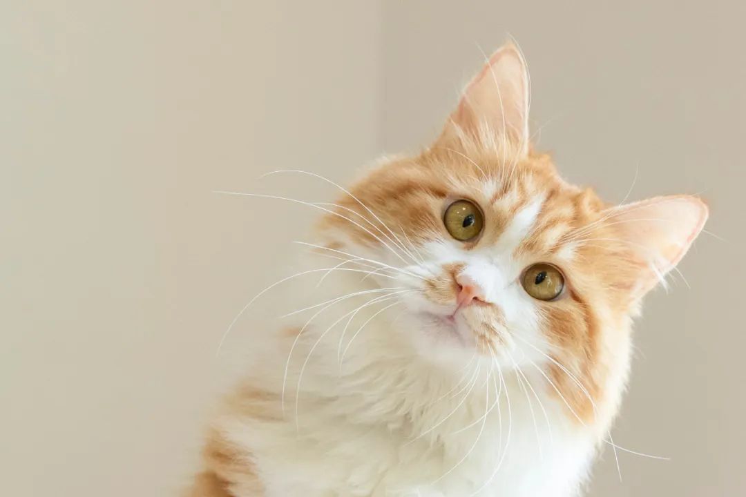 全球唯一!为什么越南在庆祝“猫年”?