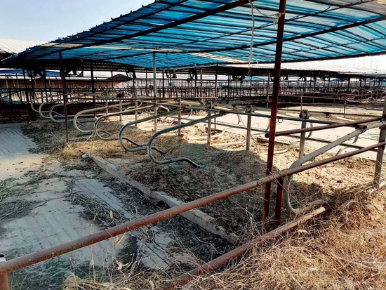 “杀牛倒奶”风声背后:中小牧场生死劫