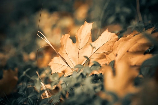 “威士忌至少降价10%-15%抛货”,价格倒挂明显,洋酒面临滞销?